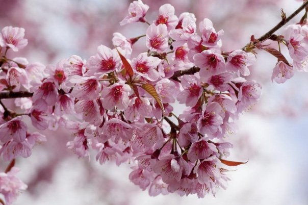 Kanazawa & Fiori di Ciliegio